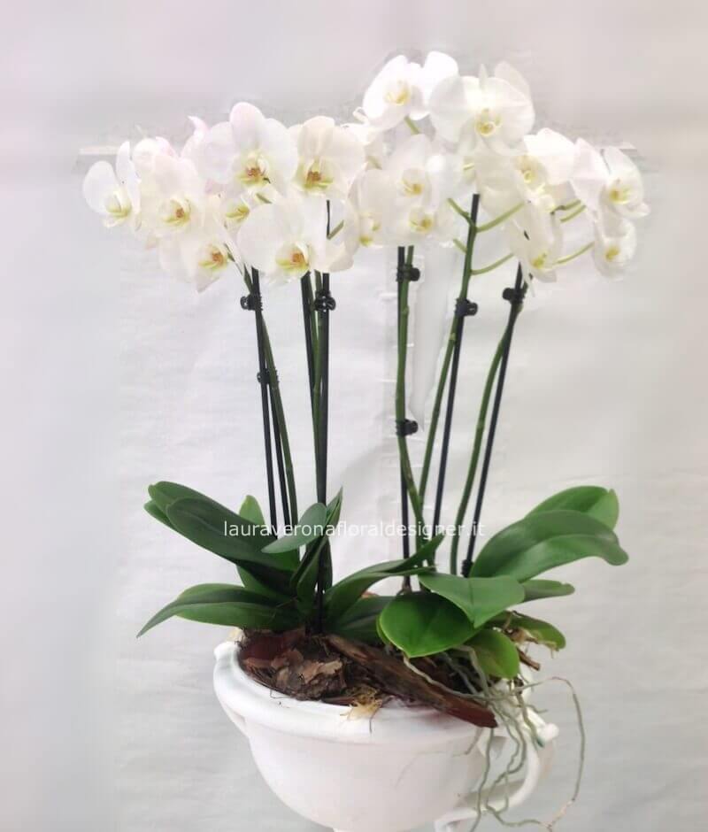 Pianta di phaleonopsis bianca