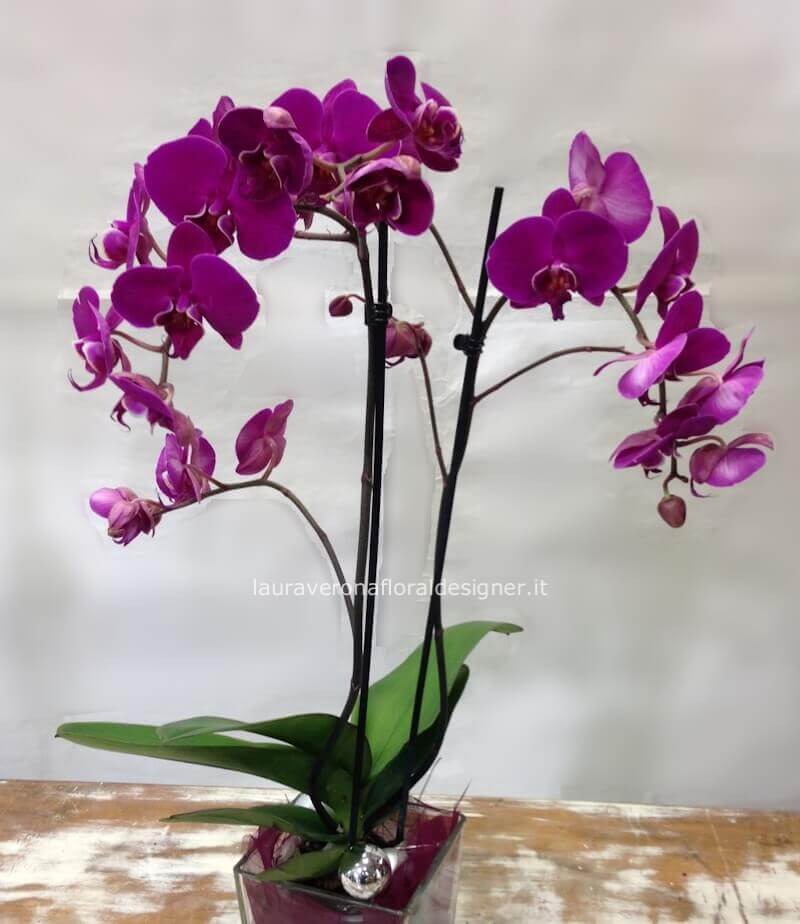 Pianta di Phaleonopsis, diversi colori a richiesta.